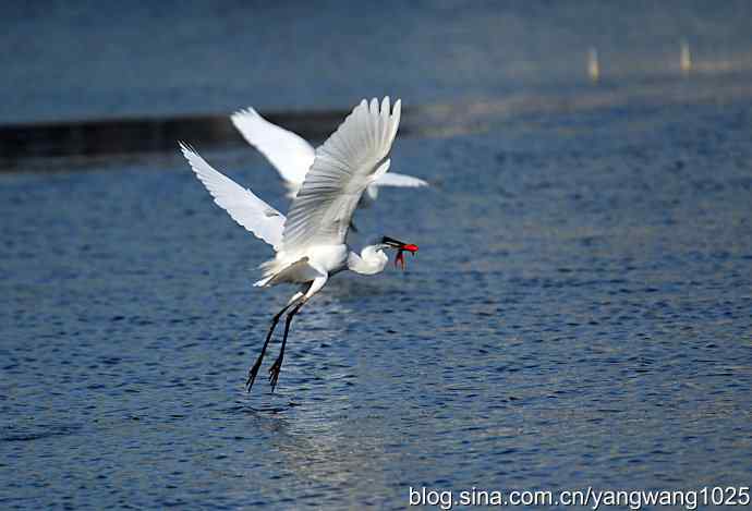 飞(白鹭)2 飞(白鹭)2
