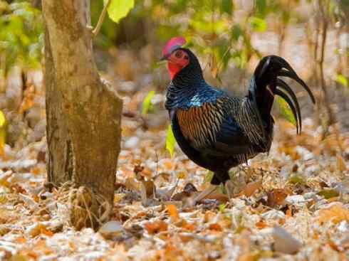 凤凰：传说的鸟原型探秘（原鸡）