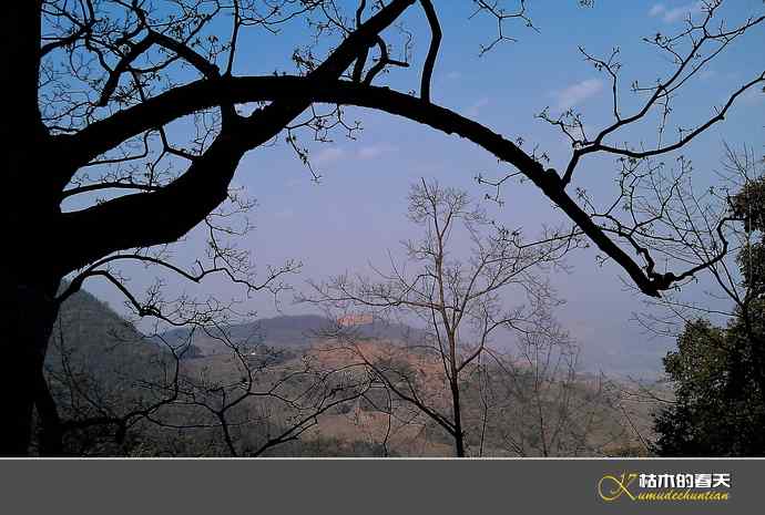 百花岭拍鸟：记录“血雀”