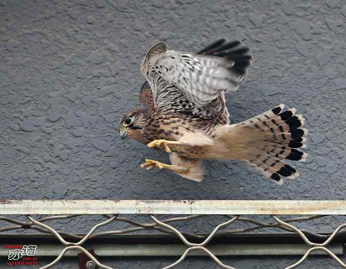 我要飞，我要飞！