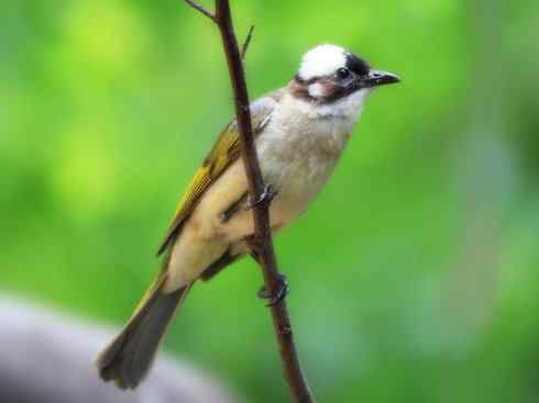 自然奇观：动物大迁徙(游禽)