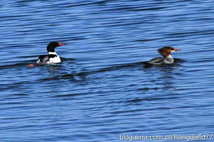 普通秋沙鸭 普通秋沙鸭