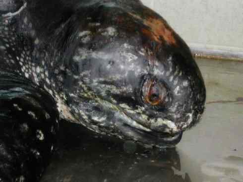 自然奇观：动物大迁徙(棱皮龟类)