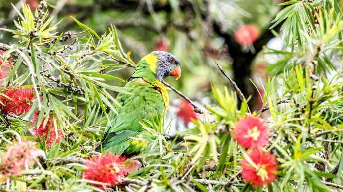 澳洲拍鸟鈥斺敳屎琊叙挠履