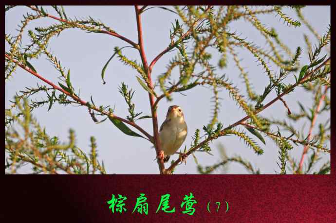 棕扇尾莺（7）