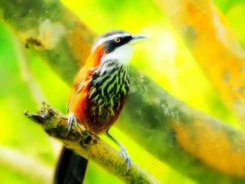 猎奇：奇特的鸟喙之四