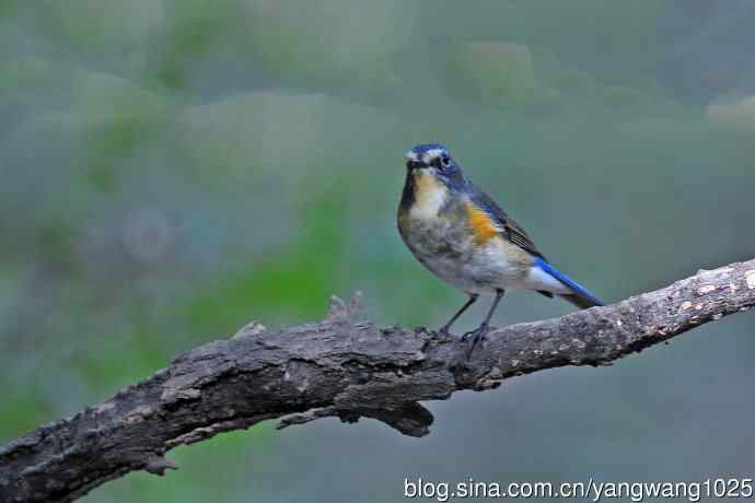 雄性红胁蓝尾鸲（32）