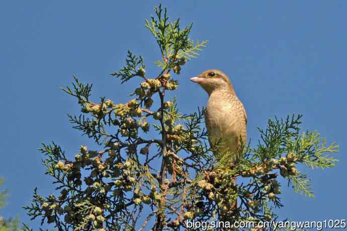 虎纹伯劳(1) 虎纹伯劳(1)