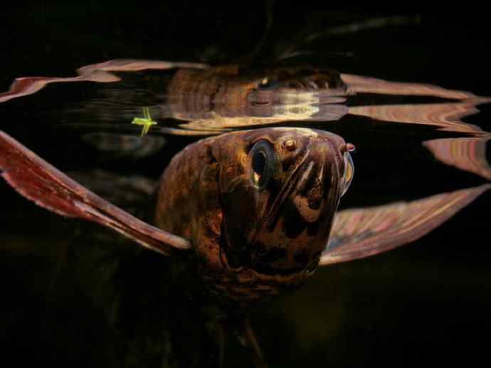 鱼类活化石：齿蝶鱼