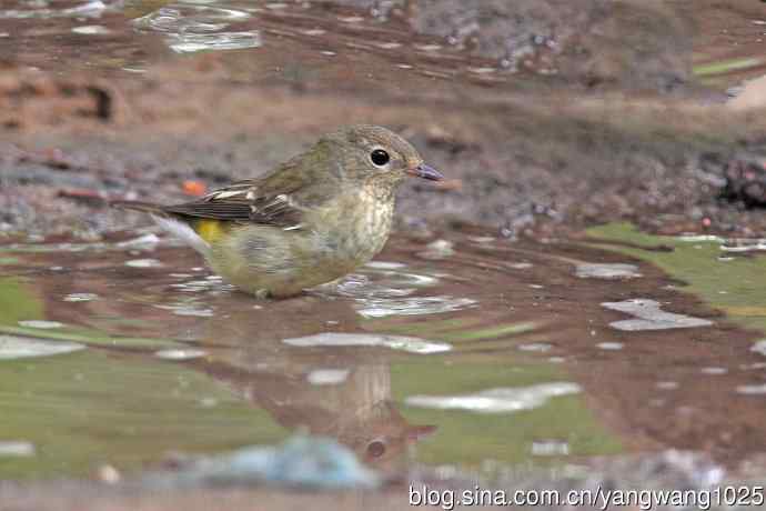 雌性白眉姬鹟（17）