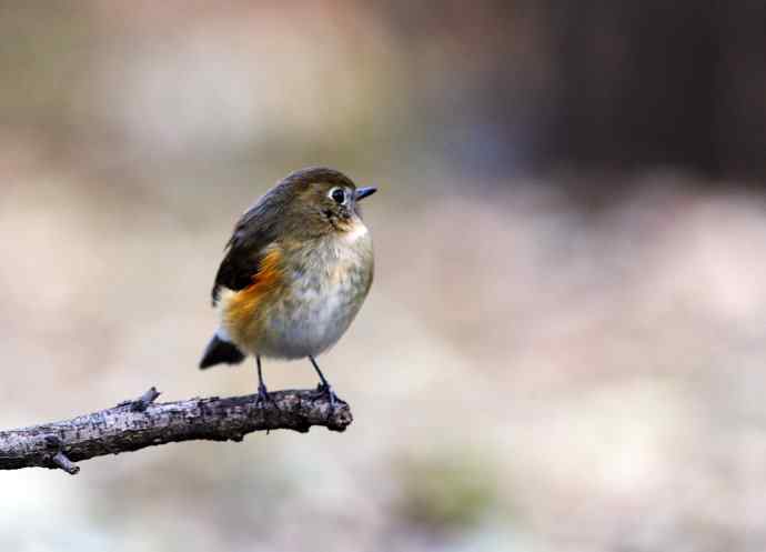 雌性红胁蓝尾鸲(8) 雌性红胁蓝尾鸲(8)