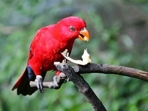极品红色鸟类：红色吸蜜鹦鹉