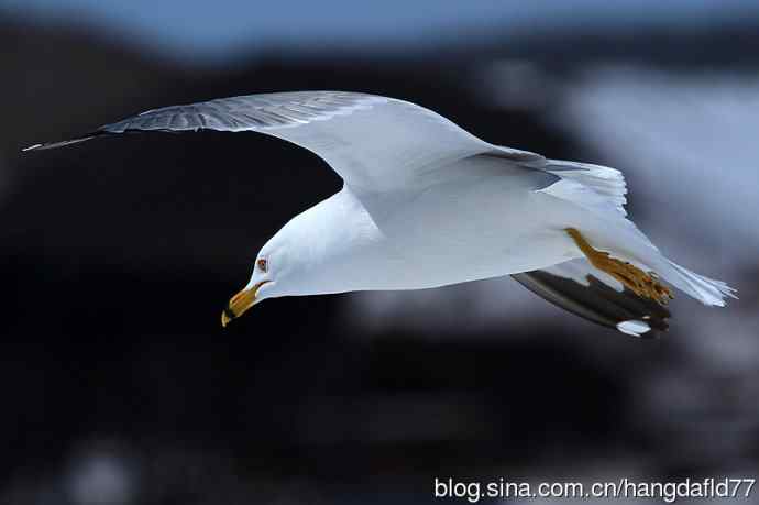 环嘴鸥（6）