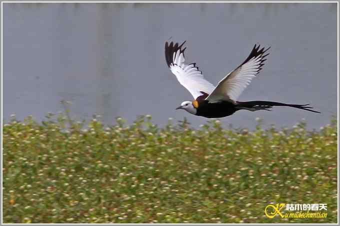 记录鈥溗翕潯菊掌