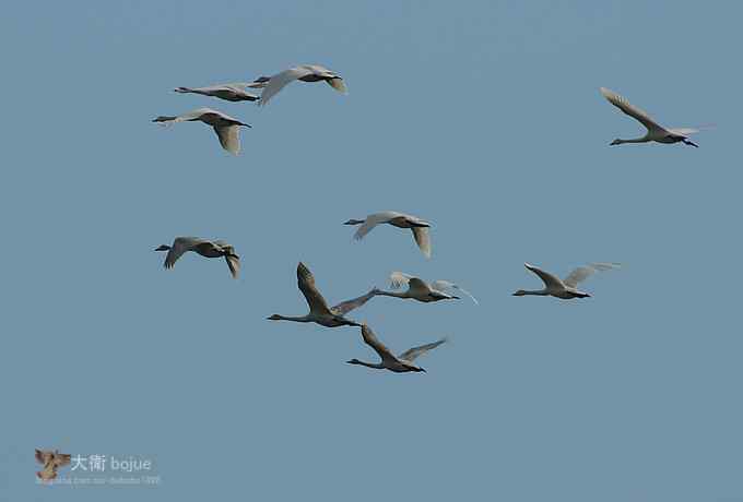 寻大鸨 wbr三百里加急走密城 寻大鸨 wbr三百里加急走密城