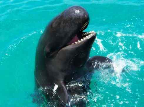 自然奇观：动物大迁徙(齿鲸类)