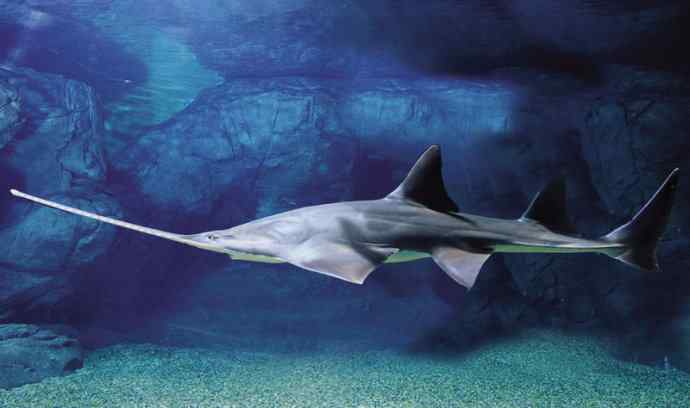 鱼类活化石:锯鳐 鱼类活化石:锯鳐