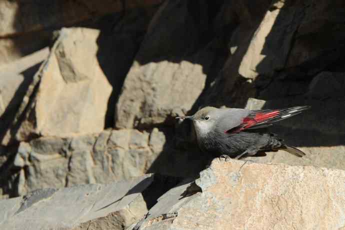 明星鸟鈥斺敽斐嵝谌