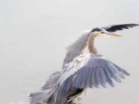 天生猎手：非猛禽类猎手之六（重量级的杀手——大型鹭鸟）