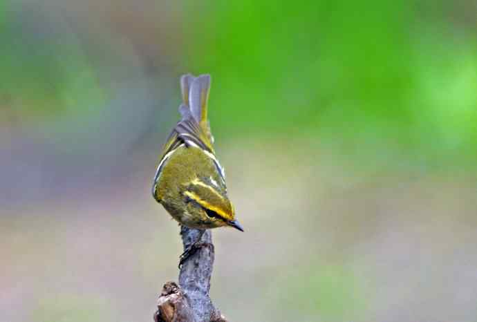 北京天坛公园的鸟类——黄腰柳莺（2）