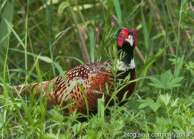 闲庭信步环颈稚（组图，21张图片）