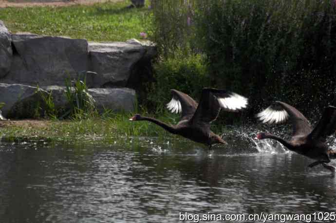 北京圆明园公园的鸟类——圆明园的黑天鹅（纪实篇）