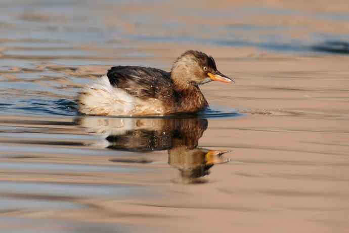 两只小鸊鷉 浅议趴拍