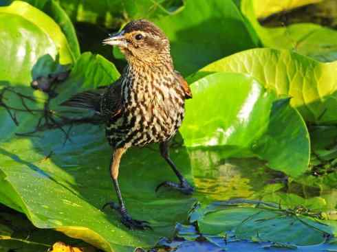 雀鸟也彪悍:小鸟也疯狂(红翅黑鹂) 雀鸟也彪悍:小鸟也疯狂(红翅黑鹂——拟鹂科的战斗种族)