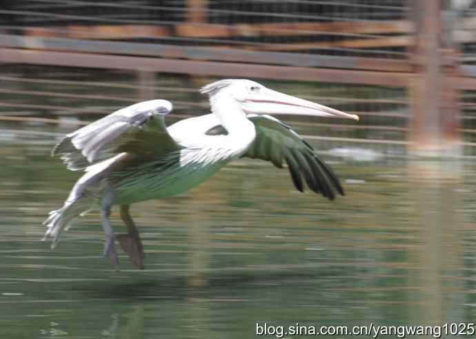 再拍大鹈鹕 wbr2