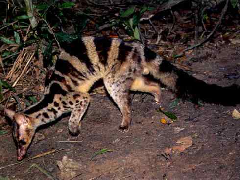 犬科:犬亚科犬属之金豺、黑背豺(胡狼类) 犬科:犬亚科犬属之金豺、黑背豺(胡狼类)