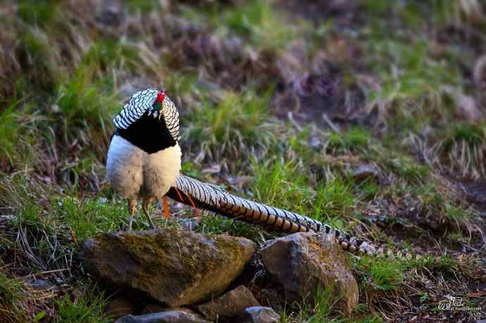 轻寒薄暖，再上川西