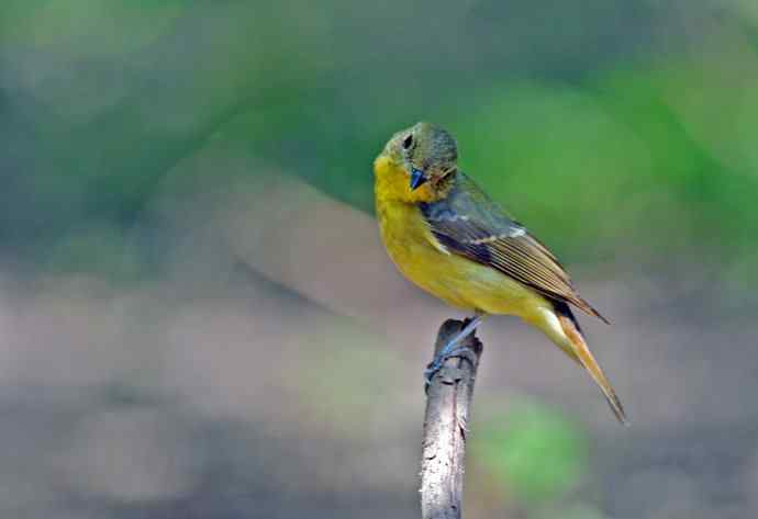 雌性绿背姬鶲(2) 雌性绿背姬鶲(2)