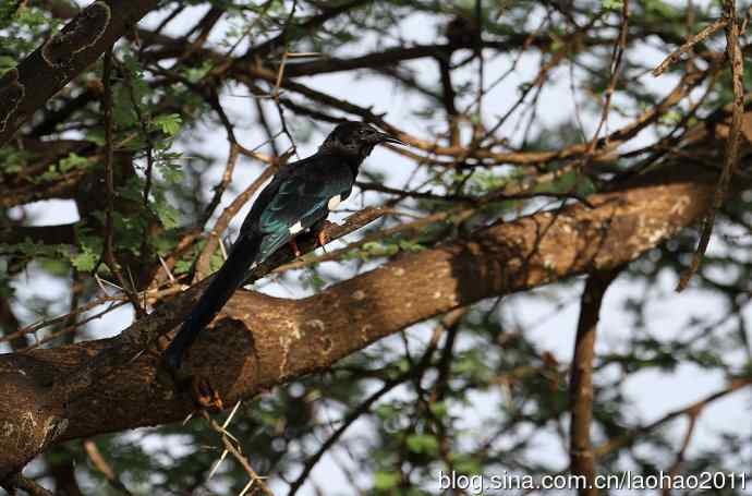 撮堆儿 wbr肯尼亚的鸟儿