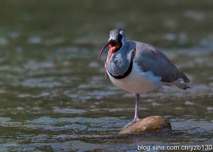 游白河峡谷，观鹮嘴鹬起落飞舞（组图，16张图片）