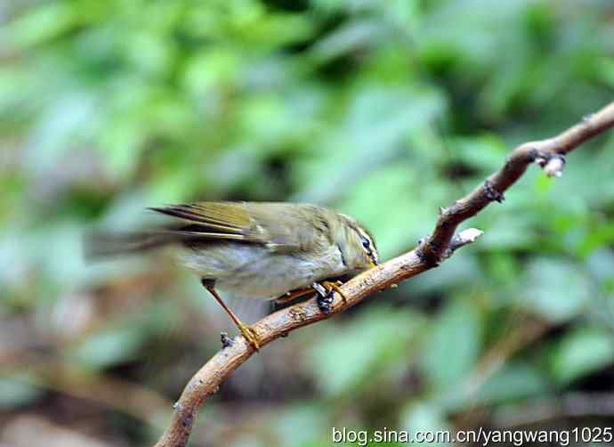 极北柳莺（枝头）2