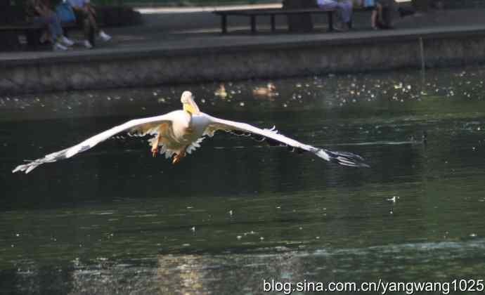 再拍大鹈鹕 wbr6