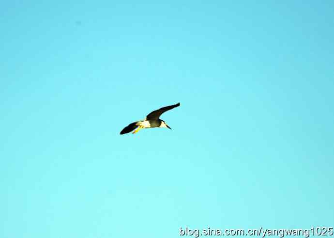 只有一只夜鹭（奥林匹克公园纪实）