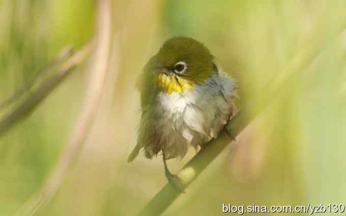 第一次遇到绣眼鸟(组图) 第一次遇到绣眼鸟(组图)