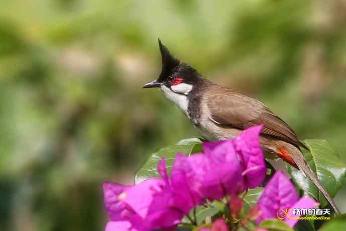 云南拍的三种鈥滒氢