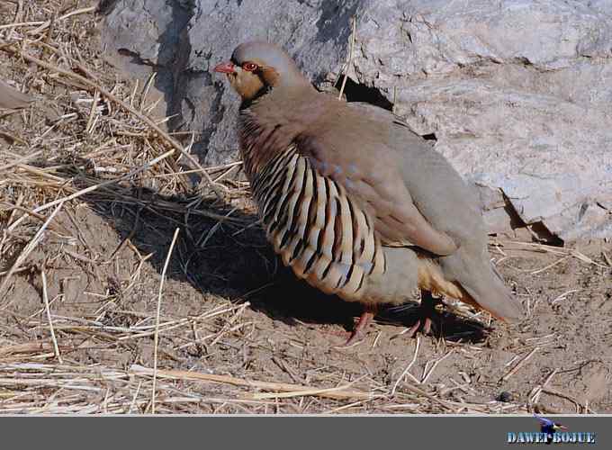 龙年鸡翔：初四拍石鸡