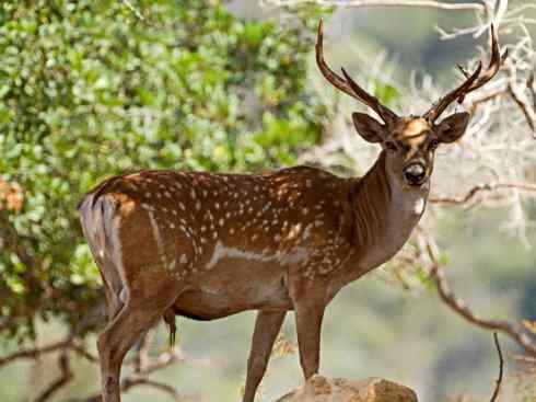 麒麟：传说的兽原型探秘（麋鹿）