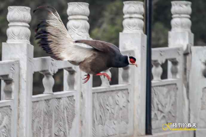 玄中古寺拍鈥満致恚Γ┾