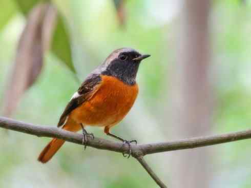 家禽驯化之源之二十七