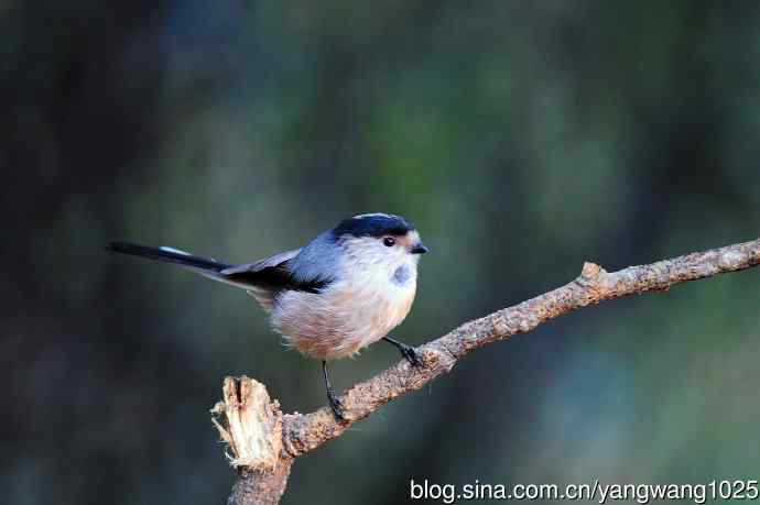 银喉长尾山雀（2）