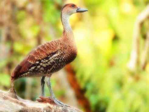 猎奇：十大奇异的雁鸭之四（树鸭、麝鸭）