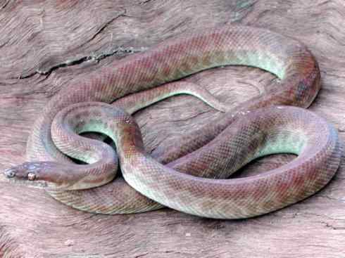 龙：传说的兽原型探秘（树蟒类）