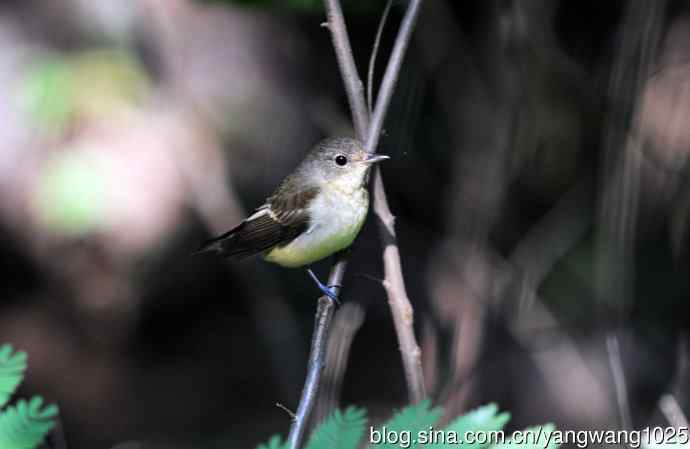 雌性白眉姬鹟(13) 雌性白眉姬鹟(13)