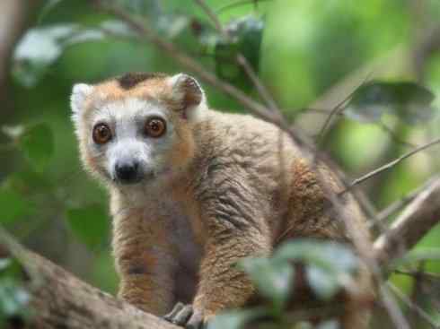 动物世界：山寨还是原创之十五