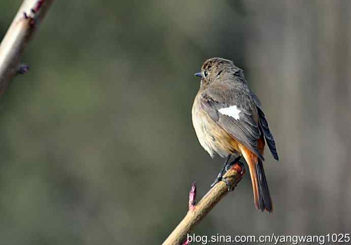 第一场春雨之后 wbr3