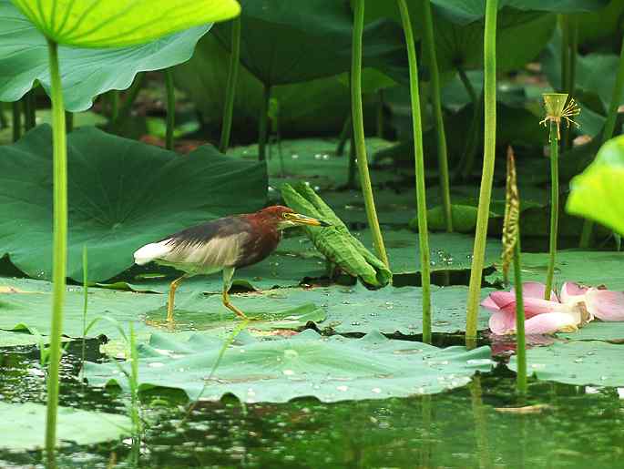 圆明园&nbsp;wbr路&nbsp;wbr荷塘深处觅食的池鹭